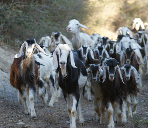 Animal Welfare (Jeev Daya)